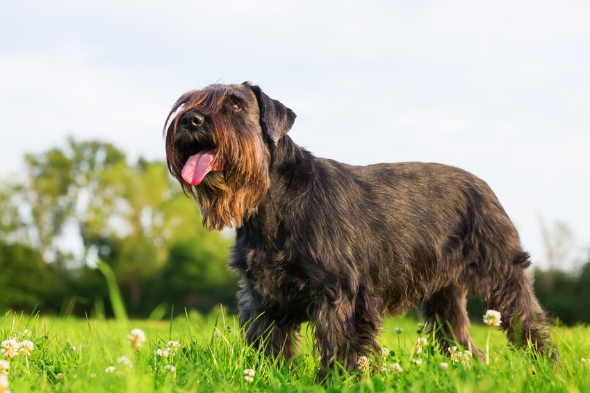 Portrait of a standard schnauzer in the grass