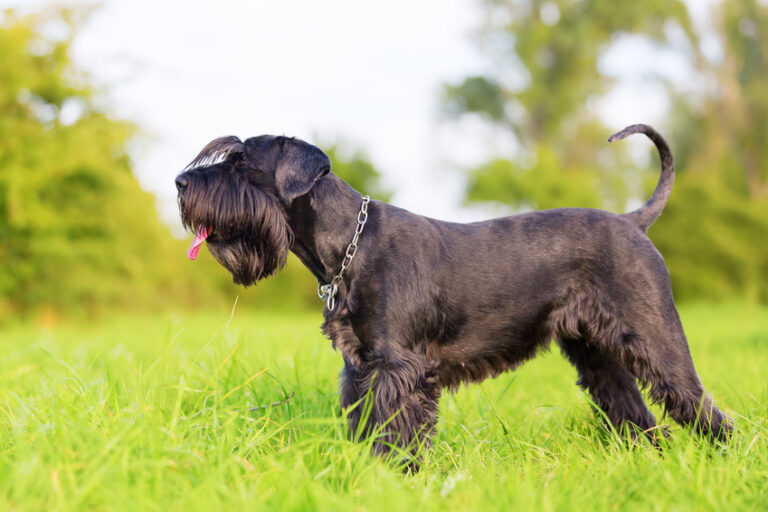 Schnauzer in the grass