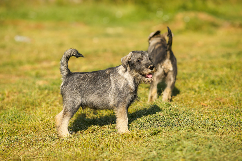 Schnauzer puppy running in the grass field