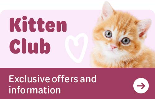 Kitten Club