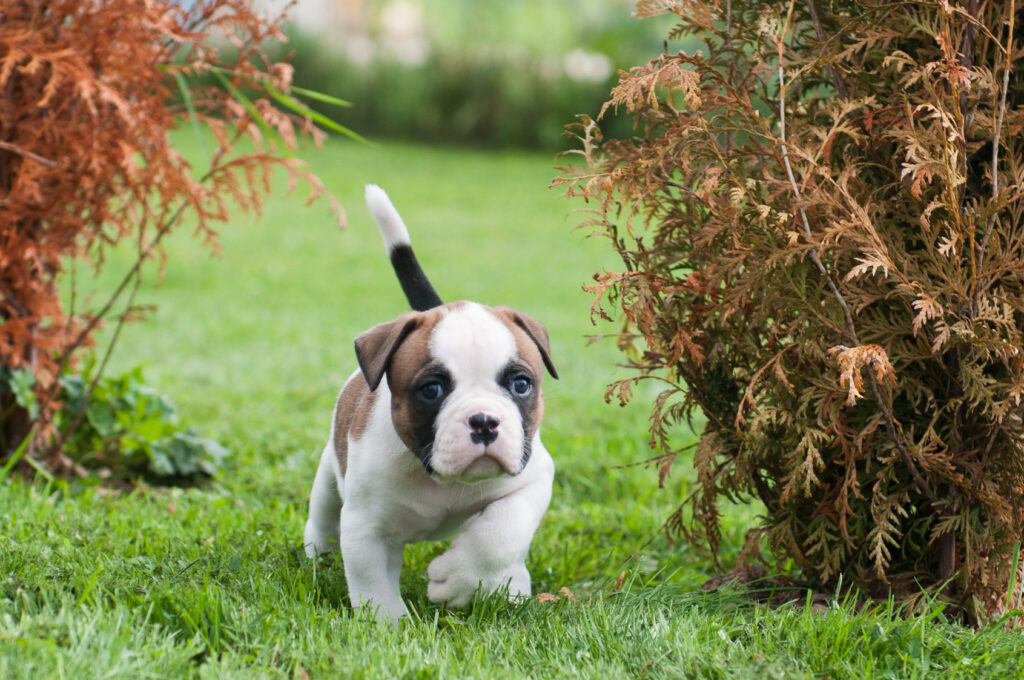 Red white American Bulldog puppy walking on the grass.